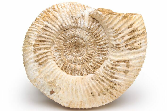 Jurassic Ammonite (Perisphinctes) Fossil - Madagascar #230298
